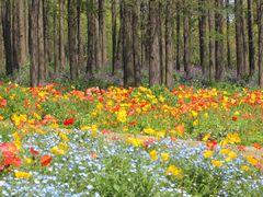 -上海共青森林公园