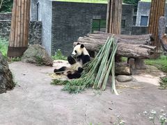 -都江堰中华大熊猫苑