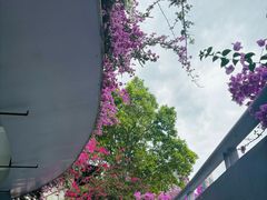 -深圳仙湖植物园