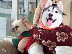 -怪兽屋·羊驼·猫咖·狗咖(俊华广场店)