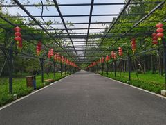 -东平国家森林公园