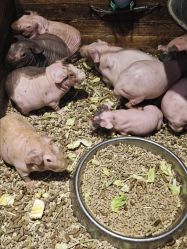 -酷嗒动物文化乐园(cutezoo西溪乐天城店)