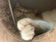 -猫和宫(六道口店)