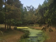 -上海滨江森林公园