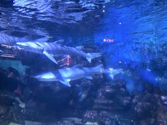 -烟台海昌鲸鲨海洋公园