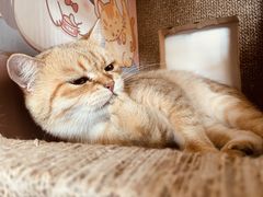 -猫腻·猫咖·撸猫馆(星光大道店)