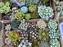 -循礼门鲜花花市(武汉循礼门店)