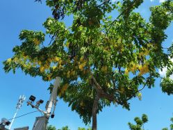 -厦门市儿童医院