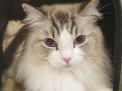 -北京派仕佳德动物医院·超导核磁·CT·神经科·骨科·内外科·急重症管理中心