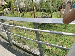 -新加坡飞禽公园