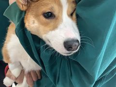 -利又安动物医院··老年病·猫科犬科·中兽医