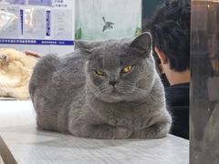 -猫小院猫主题餐厅(南锣旗舰店)