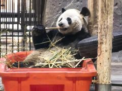 -栾川竹海野生动物园