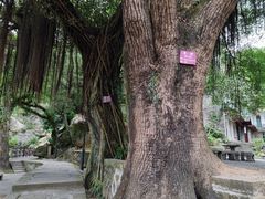 -青芝山风景名胜区