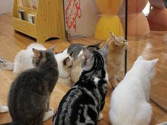 -COLOR PETS 撸猫馆·购猫·猫咖(长风大悦城店)