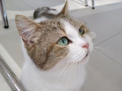 -怪兽屋·羊驼·猫咖·狗咖(俊华广场店)