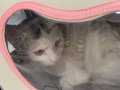 -艾吉宠物医院·疑难杂症转诊中心·猫友好(碧江路院)