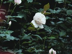 -人民公园(罗湖区)