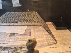 -酷以爬仙阁实体爬宠店·守宫·蜥蜴·专业繁育