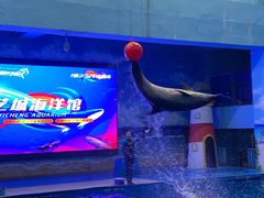 -锦艺城海洋馆