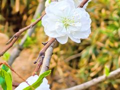 -南国桃园旅游度假区