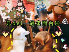 -柴犬高等学院·狗咖·柴犬售卖·宠物训练