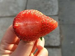 -大自然农场蔬菜草莓采摘园