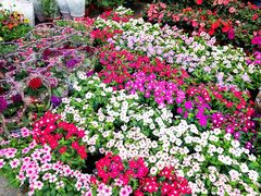 -双季花艺园艺市场(浦东店)