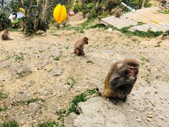 -黄山太平湖风景区