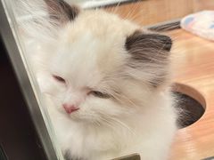 -袖虎·猫馆(体育西路店)