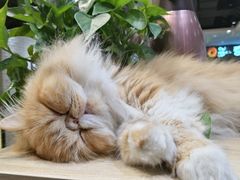 -藏猫猫咖啡主题馆(中央大道店)