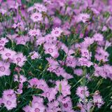 淄博市区出现小雏菊花海｜不去郊区可看到