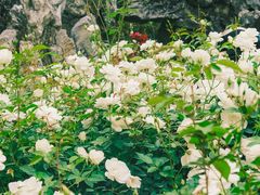 -人民公园(罗湖区)