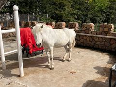 -J Create城市露营咖啡·简餐·宠物(上海动物园店)