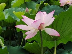 -荔湾湖公园