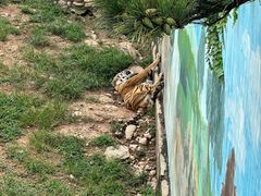 -西霞口神雕山野生动物世界