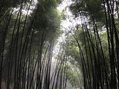 -西湖风景区十里琅珰-五云山