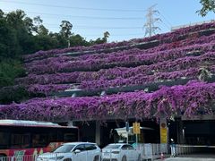 -深圳仙湖植物园