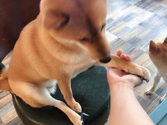 -柴源莊·柴小宠柴犬咖啡