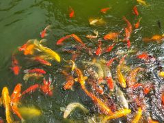 -花木兰·咖啡·茶铺