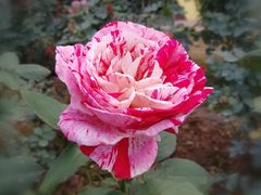 -人民公园(罗湖区)