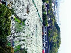-树山生态村