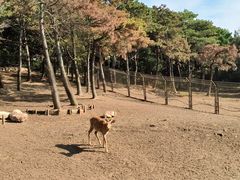 -沈阳森林动物园