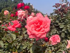 -人民公园(罗湖区)