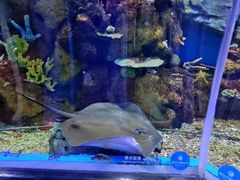 -顺德南宏海立方海洋公园