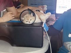 -艾贝尔宠物医院·24H转诊中心·肿瘤猫专科(江宁双龙店)