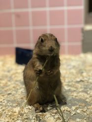 -Moni星球萌宠·小马宝莉·灵蛇·高端高阶全萌宠互动体验俱乐部(红豆国际广场店)
