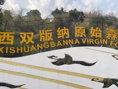 -西双版纳原始森林公园