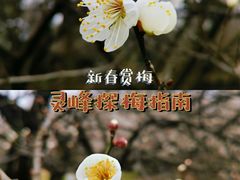 -杭州植物园