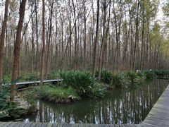 -合肥滨湖国家森林公园